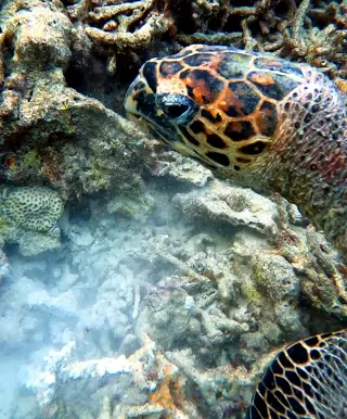 Tauchplatz «Maaya Thila» im Ari Atoll
